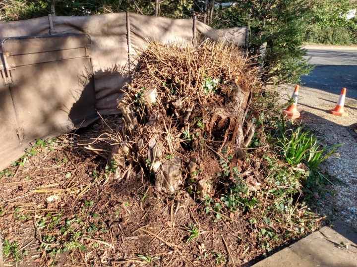 Small tree stump today :-) For all your stump grinding needs, big or small - just give us a call :-)
