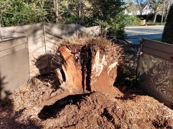 Small tree stump today :-) For all your stump grinding needs, big or small - just give us a call :-)