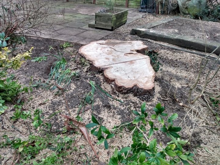Before & After For all your stump grinding needs, big or small - just give us a call :-)