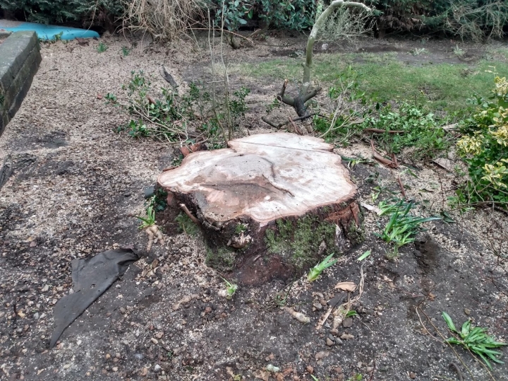 Before & After For all your stump grinding needs, big or small - just give us a call :-)