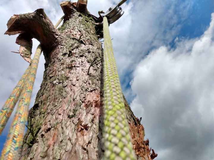 Little bit of height today :-) Big thank you to Jenna, Shane & Jacob (Oakes & Watson Tree Surgery). Not often the stump grinder guy gets up a tree. Great views across the Cambridgeshire countryside. Ely Cathedral in the distance. :-)