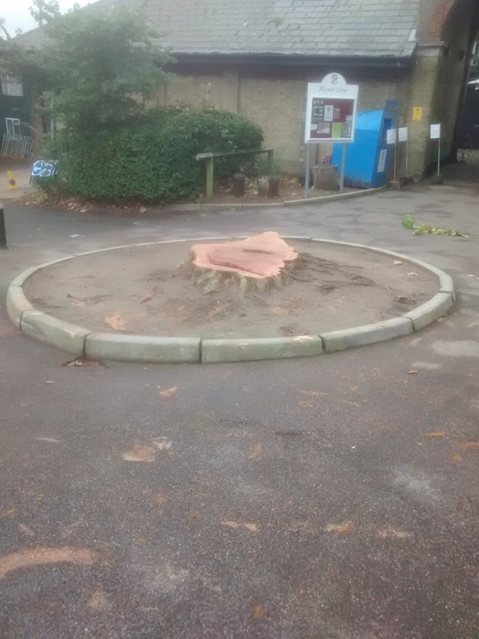 Before and After Stump Removal - Herts Stump Grinding and Removal -  The Tree Stump Removal Company