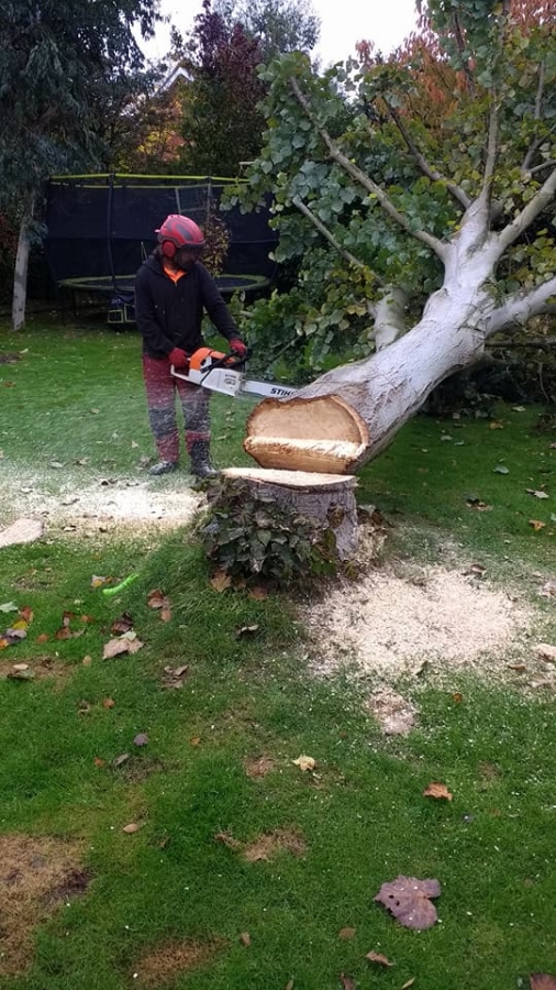 Before and After Stump Removal - Herts Stump Grinding and Removal -  The Tree Stump Removal Company