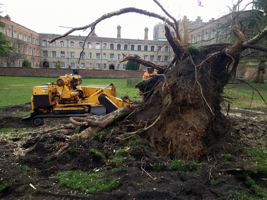 Before and After Stump Removal - Herts Stump Grinding and Removal -  The Tree Stump Removal Company