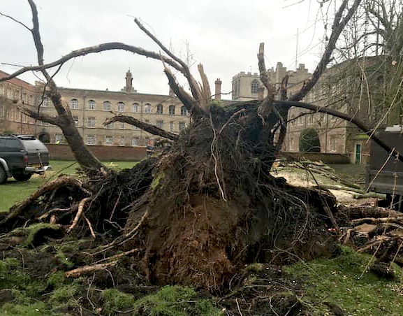 Before and After Stump Removal - Herts Stump Grinding and Removal -  The Tree Stump Removal Company