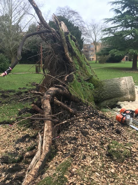 Before and After Stump Removal - Herts Stump Grinding and Removal -  The Tree Stump Removal Company