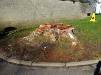 Before and After Stump Removal - Herts Stump Grinding and Removal -  The Tree Stump Removal Company
