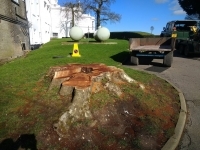 Before and After Stump Removal - Herts Stump Grinding and Removal -  The Tree Stump Removal Company
