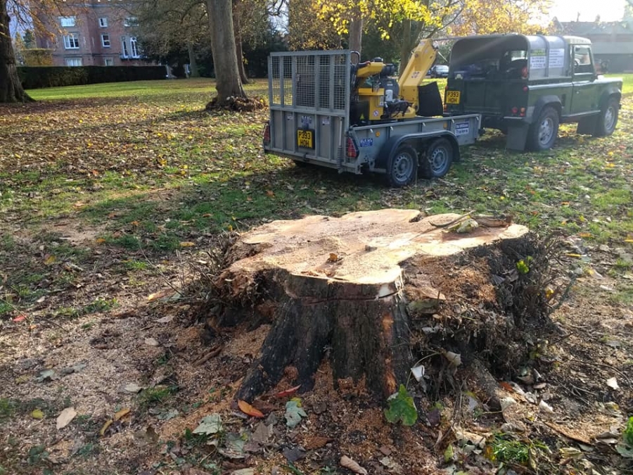 Before and After Stump Removal - Herts Stump Grinding and Removal -  The Tree Stump Removal Company