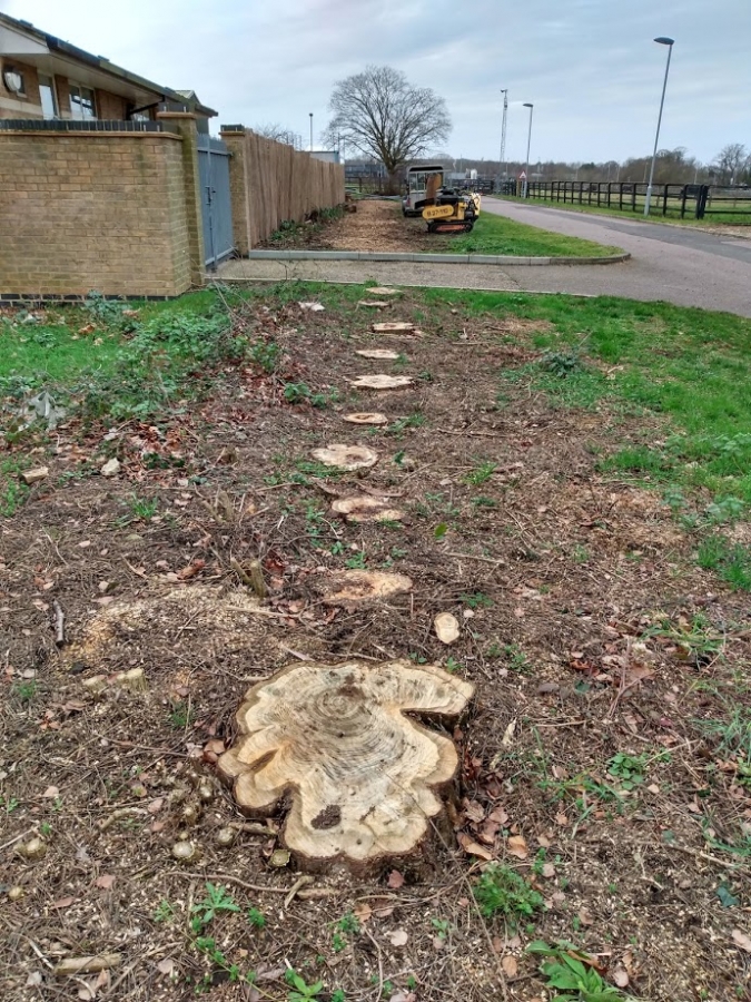 Before and After Stump Removal - Herts Stump Grinding and Removal -  The Tree Stump Removal Company