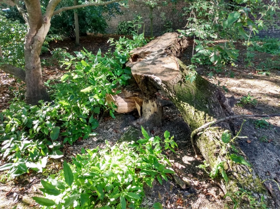 Before and After Stump Removal - Herts Stump Grinding and Removal -  The Tree Stump Removal Company