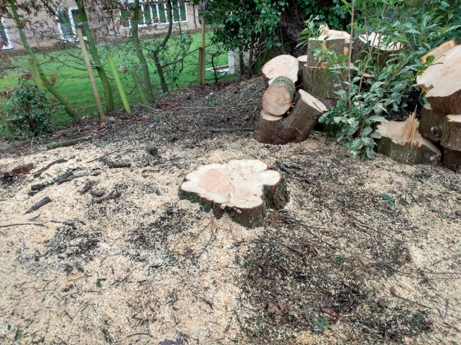 Before and After Stump Removal - Herts Stump Grinding and Removal -  The Tree Stump Removal Company