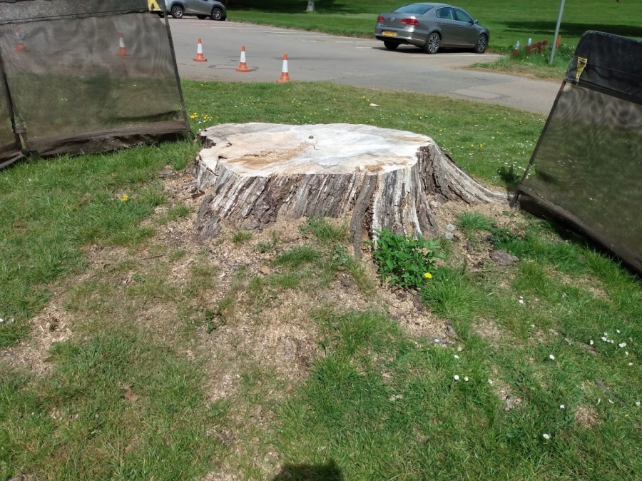 Before and After Stump Removal - Herts Stump Grinding and Removal -  The Tree Stump Removal Company