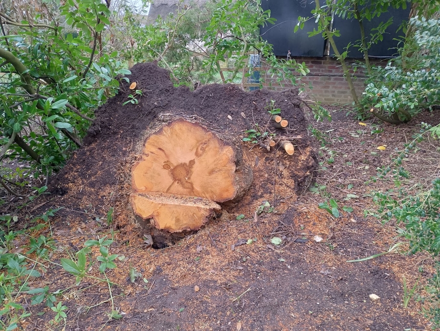 Before and After Stump Removal - Herts Stump Grinding and Removal -  The Tree Stump Removal Company