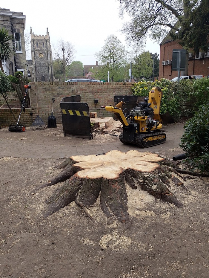 Before and After Stump Removal - Herts Stump Grinding and Removal -  The Tree Stump Removal Company