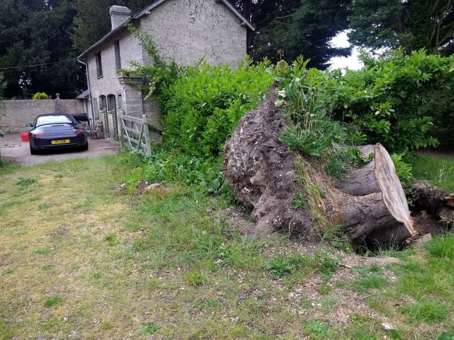 Commercial Tree Stump Removal - Herts Stump Grinding and Removal -  The Tree Stump Removal Company