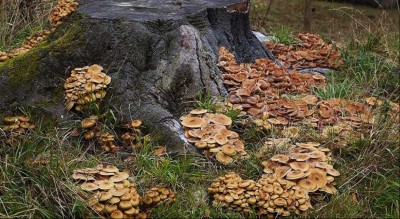 Tree honey fungus